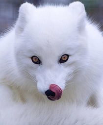 photo of arctic fox
