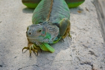 Photogenic Green Iguana - Key West FL USA 