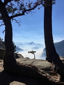 Photogenic Little Tree Upper Yosemite Falls Yosemite CA 