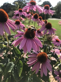 Photograph taken of some echinacea flowers accompanied by a bee