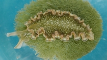 Photosynthesizing sea slug Elysia clarki 