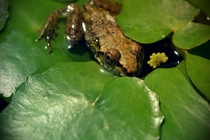 Pickerel frog Rana palustris 