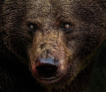 Piercing eyes It goes without saying that the brown bear is one of the most beautiful animals in the world