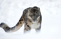 Piercing gaze of the Snow Leopard Uncia uncia Michel Zoghzoghi 