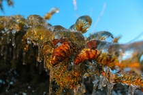 Pine cones encased in ice  x-post rbotanicalporn