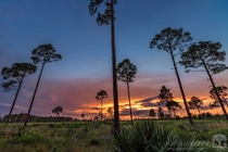 Pine sunset near Orlando Florida 