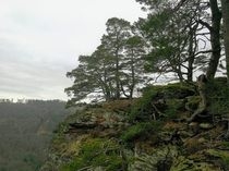 Pines on a crag Vosges France 