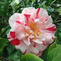 Pink and White Camellia 