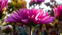 Pink chrysanthemum flower 