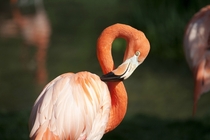 Pink Flamingo Phoenicopterus 