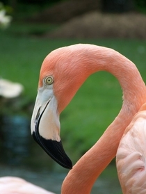 Pink Flamingo Phoenicopterus sp photographed in the Dominican Republic 