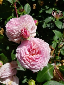 Pink Hungarian Roses
