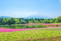 Pink moss blooming at the base of Mt Fuji in Fujikawaguchiko Japan  IG mysuitcasejourneys