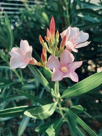 Pink Oleander Beautiful but deadly 