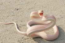 Pink Snake 