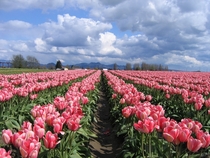 Pink Tulips in the Skagit Valley Washington State USA 