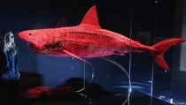 Plasticized Shark x-post from rpics 