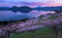 Plum trees in full bloom with Mt Yotei nicknamed Ezo-Fuji in Japan Photo by Mitsuhiko Kamada 