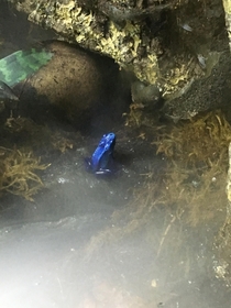Poison dart frog gorgeous yet deadly