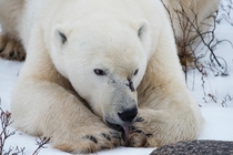 Polar Bear grooming himself in the Canadian Subarctic 