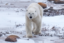 Polar Bear on the prowl in Churchill Manitoba 