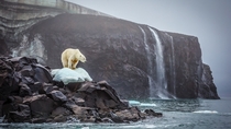 Polar bear taken by Cory Richards National Geographic 