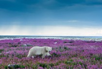 Polar bear Ursus maritimus 