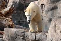 Polar bear with black tongue