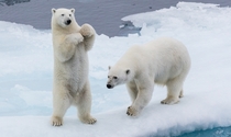 Polar Bears Photo credit to Brian McMahon