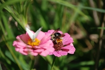 Pollen covered bee with out of focus moth on unidentified flower