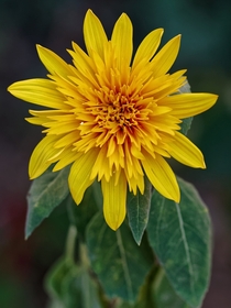 Pollenless Sunflower 
