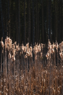 Popped cattails southern Germany 