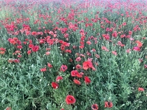 Poppies on the side of a highway in Kentucky