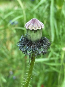 Poppy bud I thought looked like a jellyfish 