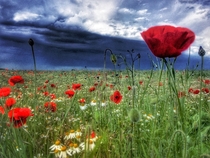 Poppy field - England 