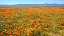 Poppy fields of Antelope Valley CA 