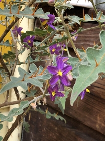 Porcupine Tomato Solanum pyracanthos or murder plant if you ask my Roomate it is so happy in bloom