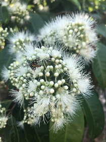 Powderpuff Syzygium pyrifolium visited by a wasp-mimic day moth Amata huebneri 