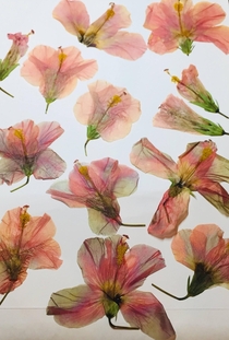 Pressed the flowers from my beautiful hibiscus
