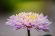 Pretty colored chrysanthemum I captured last week