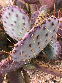 Pretty cool lil cactus