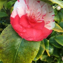 Pretty Peppermint Camellia growing in woodland