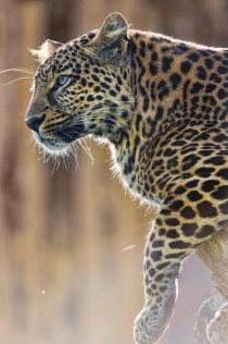 Profile of the leopard on the tree 