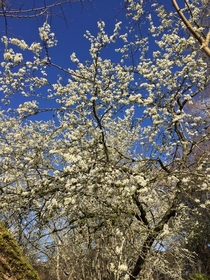 Profusion of plum blossoms