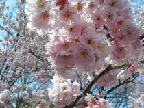 Prunus Introrsa -Winter Cherry  