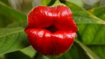 Psychotria Elata aka Hot Lips 