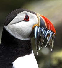 Puffin with a mouthful of sand eels 