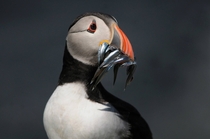 Puffin with Sandeels - By Kevin Hazelgrove more of the puffins in comments x