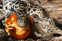 Pumpkin Carving Leopard Style Panthera pardus - Reno from Big Cat Rescue in Tampa Florida 