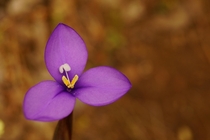 Purple Flag Patersonia occidentalis 